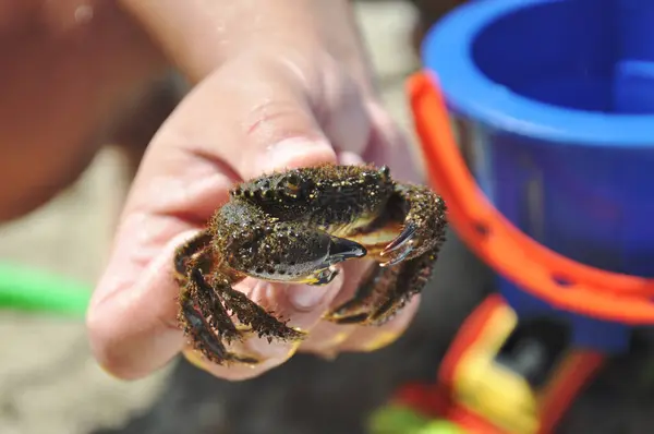 stock image sea crab in the hands of a man