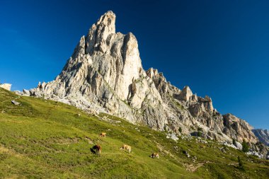 Dolomite Dağları sıcak güneşli yaz gününde mavi gökyüzü ve ineklerle dolu çayır ile zirve yapar.