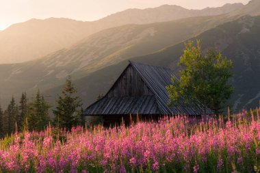 Tatra dağlarındaki eski dağlık kulübede Gasienicowa Vadisi 'ndeki (Hala Gasienicowa) renkli çiçeklerle sıcak yaz sabahı Polonya' da