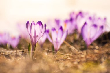 Baharın beyaz arka planında filizlenen vahşi tarla kuşu.