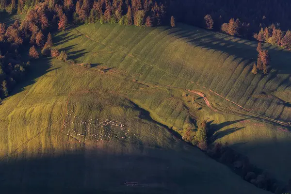 Herd Sheep Farm Meadow Aerial Photo Early Morning Cloudless Sunrise — Stock Photo, Image