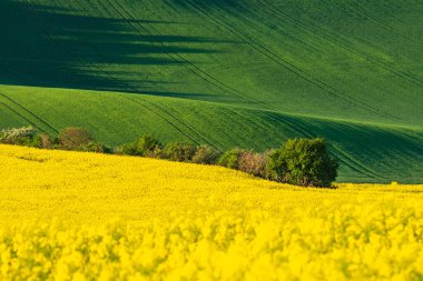 Baharda yeşil ve sarı tecavüz bahar tarlaları. Tarım kırsal alanı. Çek Moravia Colza Canola tarım arazisi çiçek açtı. Güneşli dalgalı tepeler. Asgari doğa arkaplanı.