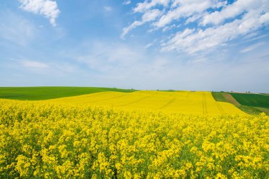 Mavi gökyüzünün altında beyaz bulutlu sarı bir tarla.