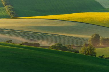 Traktör devrilmiş tepede tarlayı sürüyor.