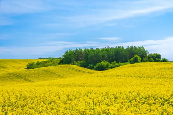 Rapeseed field flowering in farmland field in countryside, spring landscape under blue sky