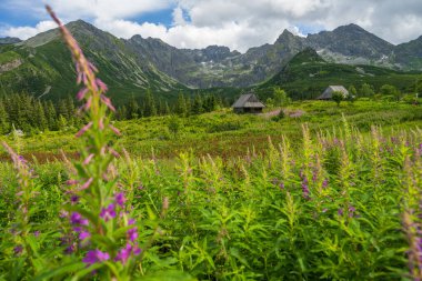 Colorful flowers and cottages in Tatra Mountains at Gasienicowa Valley at sunny summer day