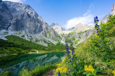 Colorful flowers blooming by the popular mountain lake Zelene Pleso in High Tatra mountains in Slovakia