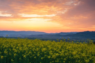 Çiçekler ve dağlarla dolu renkli bir bahar günü