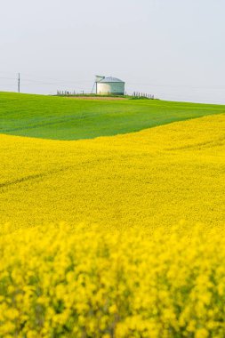 Rapeseed is a plant with bright yellow flowers and silo in background