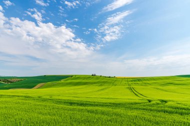 Wide image of green field and bright blue sky