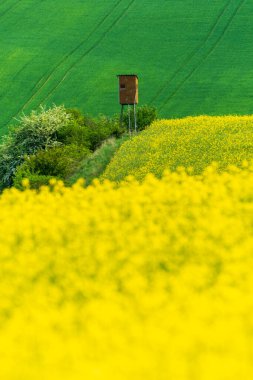 Renkli Kırsal Bahar Manzarası. Yeşil Alan ve Sarı Çiçekli Tecavüz. İlkbaharda Dalgalı Av Kulesi. Çek Tarım Alanı..