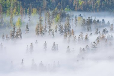 Sabah sisli bir orman