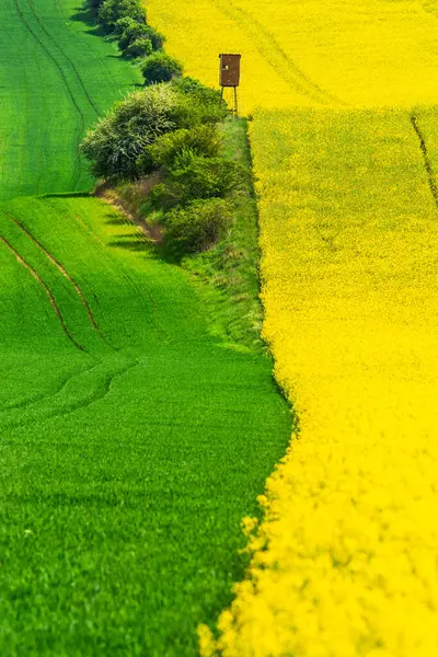 Multicolored Rural Spring Landscape.Symmetric Green and Yellow Fields with Hunting Tower In Springtime.Czech Agricultural Landscape