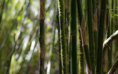 Sikkim 'deki Neora Valley Ulusal Parkı' ndaki Bambu ağacı. 