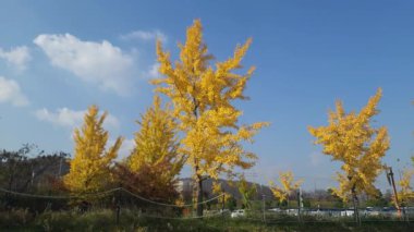 Ginkgo ağaçları rüzgarda sallanıyor, arabalar arkalarından geçiyor, bulutlar üstlerinden geçiyor, ve helikopterler bulutların arasından geçiyor.