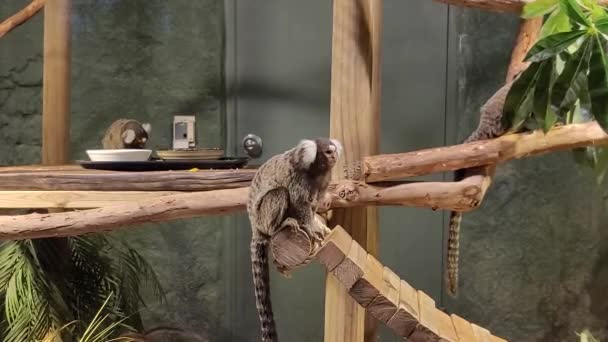 Una Scimmia Marmoset Che Diffidente Dei Suoi Dintorni Seguita Una — Video Stock