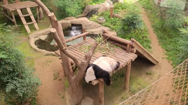 Tupplur Panda Feigning Livlöshet Stream — Stockvideo