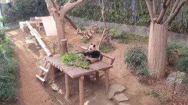 Tapılası Panda Taze Bambu Tadını Çıkartıyor