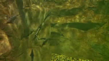 Balıklı ve Kayalıklı Huzurlu Su altı Dünyası