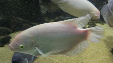 Çeşitli Büyük Balıklar Suda Zarifçe Hareket Ediyor