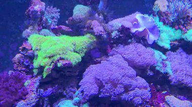 Okyanusta Renkli Mercan Hareketi