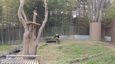 Sevimli Panda Bambu Atıştırmalığının tadını çıkarıyor