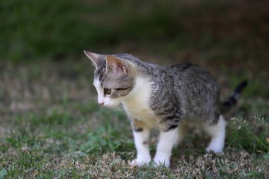 3 aylık kedi yavrusu evinin bahçesini keşfediyor. Parkı araştıran sevimli küçük bir kedi. Dışarıda oynayan sevimli kedi yavrusu. Beyaz ve yeşil gözlü, gri brindle renginde evcil bir hayvan..