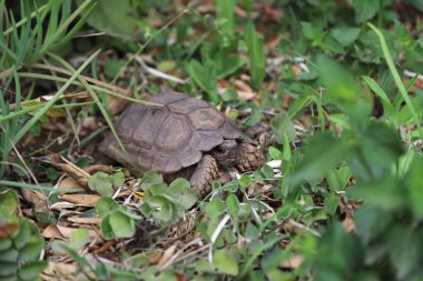 Bir evin bahçesinde Chelonoidis chilensis türünün kara kaplumbağası. Nesli tükenme tehlikesi altında olan Arjantinli kaplumbağa türleri. Chelonian sürüngeni. Kaplumbağa kabuğu ve vücudu kahverengi renklerde..