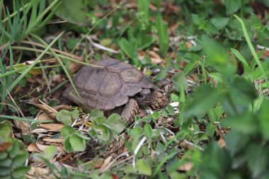 Land tortoise of the species Chelonoidis chilensis in the garden of a house. Species of Argentine tortoise that is in danger of extinction. Chelonian reptile. Turtle shell and body in brown colors. clipart