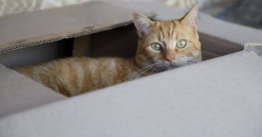 Kahverengi bir karton kutunun içinde yeşil gözlü sarı kedi. Kedi fotokopi alanı olan bir kutuda saklanıyor. Evcil hayvan saklambaç oynuyor. Turuncu kedi doğrudan kameraya bakıyor. Hafif arkaplan.