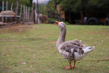 Gray goose with white squawking in farm. Blue-eyed goose with plucked feathers in the wild with a farm background with copy space. Domestic bird. clipart