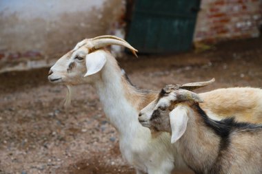 Çiftlik ahırında iki keçi portresi. Çiftlik hayvanları. Keçi sürüsü. Genç beyaz ve kahverengi keçiler yan yana yürüyorlar. Kopyalama alanı olan arkaplan.