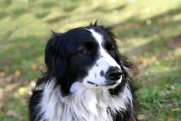 Collie Sınırı. Köpek. Çoban köpeği. Evcil hayvan. Köpek dışarıda. Hayvan..