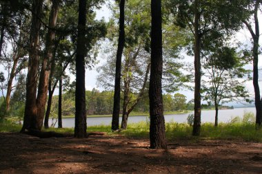 Gölün kıyısındaki bir orman. Ağaçlar. Grove. Manzara. Doğa. Huzur. Yalnızlık. Yaz Tatili.