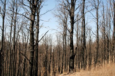 Yanmış orman. Ağaçlar orman yangınında yandı. Yanmış ağaçlar. Doğanın yıkımı. Çam ormanını harap eden yangın. Yangından arta kalanlar.