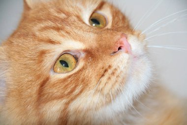 Sarı kedi yakın plan. Kedi yukarı bakıyor. Evcil hayvan. Bıyık ve saç. Sarı gözler. Turuncu kedi..