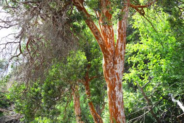 Arrayan ağacı. Myrtle Ormanı, Bariloche, Arjantin.
