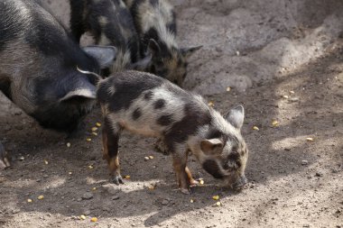 Family of spotted pigs eating corn in a pigsty. Farm animals. swine industry. Feeding of domestic animals. clipart