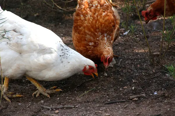 Chickens eating outdoors. Poultry industry. Farm animals. Farm birds.