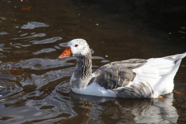 Gölde yüzen beyaz ve gri kaz. Gölette özgürce yüzen evcil bir kuş. Çiftlik hayvanı.