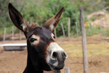 Eşeğe yakın çekim ve çok komik bir jest. Çiftlik arka planı ve kopyalama alanı olan bir katır. Komik hayvan..