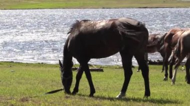 Atlar gölün kıyısında ot yiyorlar. Açık havada beslenen bir grup kahverengi at. Otlayan hayvanlar..