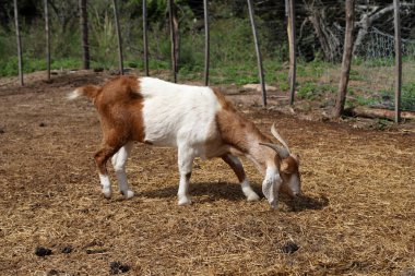 White and brown goat grazing in farm corral. Rural farm. Goat cattle. clipart