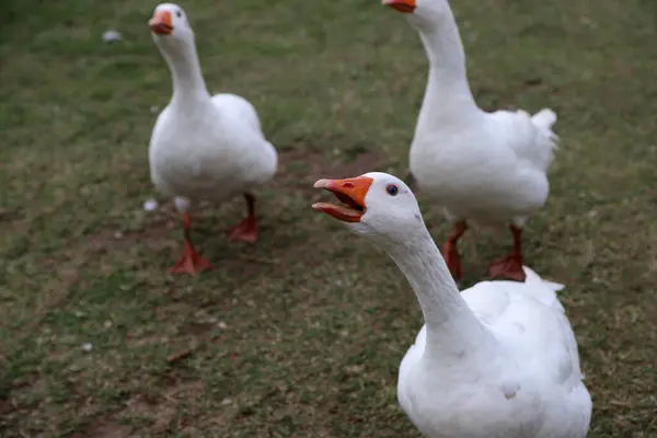Beyaz kazlar öfkeyle koşuyor ve ciyaklıyorlar. Yeşillik kümes hayvanları. Çiftlik hayvanı. Kümes hayvanları endüstrisi. 