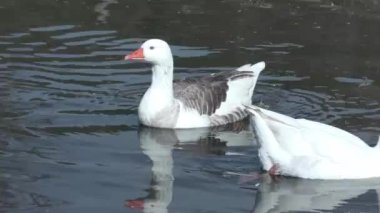 Suda yüzen beyaz ve gri kaz. Gölde yüzen kazların videosu. Çiftlik hayvanları. Kümes hayvanları.