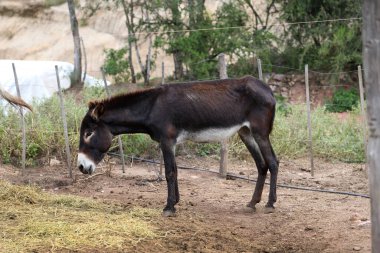 Kırsal çiftlik ağılında sıska ve yetersiz beslenmiş eşek. Hasta hayvan. Çiftlik hayvanı. Hayvani yetersiz beslenme. Kuraklık ve kıtlık..