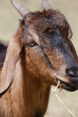 Kahverengi keçinin ot yemesine yakın çekim. Evcil çiftlik hayvanı. Keçi sürüsü. Keçi endüstrisi.