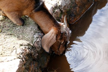 Brown goat drinking water in pond. Domestic farm animal. Goat cattle. goat industry. clipart