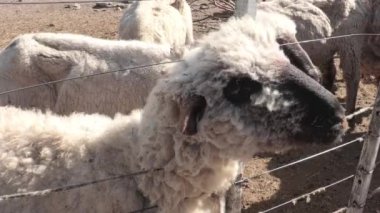 Kırsal çiftlik ağılındaki koyunlara yakın çekim. Koyun sürüsü. Koyun ve tekstil endüstrisi.