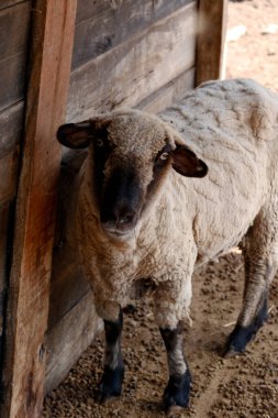 Eski çiftlik ambarında yalnız siyah beyaz kuzu. Kopya alanı olan bir arkaplan. Evcil çiftlik hayvanı. Koyun endüstrisi. Koyun yetiştiriciliği. Dikey resim.